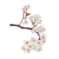 Cherry blossom,Sakura,white flowers bouquet.Watercolor hand painted botanical illustration.