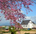 Cherry blossom at Sapa town in Laocai, Vietnam