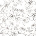 Cherry blossom seamless pattern. Royalty Free Stock Photo