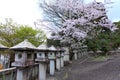 Cherry Blossom Season. Japan Royalty Free Stock Photo