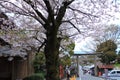 Cherry Blossom Season.Japan Royalty Free Stock Photo