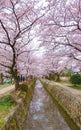 Cherry Blossom Season at Osaka Royalty Free Stock Photo
