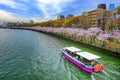 Cherry Blossom Season at Osaka Royalty Free Stock Photo