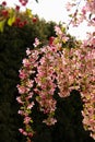 Cherry blossom season. Sacura braches in bloom during springtime Royalty Free Stock Photo