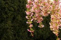 Cherry blossom season. Sacura braches in bloom during springtime Royalty Free Stock Photo