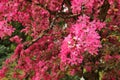 Cherry blossom season. Sacura braches in bloom during springtime Royalty Free Stock Photo
