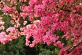 Cherry blossom season. Sacura braches in bloom during springtime Royalty Free Stock Photo