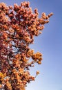 Cherry Blossom Season Springtime Netherlands Royalty Free Stock Photo