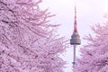 Cherry Blossom with seoul tower. Royalty Free Stock Photo