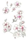 Cherry blossom, set of watercolor cliparts. Blooming cherry. Graphic pen and watercolor. Japanese spring drawing flowers