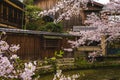 Cherry blossom by the Shirakawa River in Gion, kyoto, japan Royalty Free Stock Photo