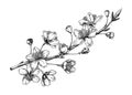 Cherry blossom sketch in engraved style. Flowering branch with flowers and leaves. Black contoured sakura drawing. Botanical
