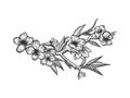 Cherry blossom sketch engraving vector