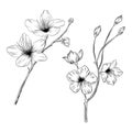 Cherry blossom sketch. Sakura flower hand drawn vector illustration in black outline