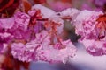 Cherry blossom and snow, Prunus serrulata, sakura