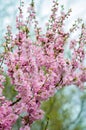 Cherry blossom with soft focus, spring sakura blossom.