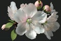 Cherry Blossom Somei Yoshino: This is the most common type of cherry blossom in Japan,