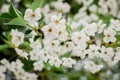 Cherry blossom in spring