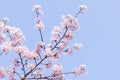 Cherry blossom