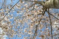 Cherry blossom in spring on branches
