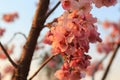 Cherry blossom in spring, closeup of pink sakura flowers on Kioto park, Kyiv, Ukraine