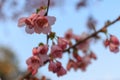 Cherry blossom in spring, closeup of pink sakura flowers on Kioto park, Kyiv, Ukraine