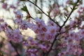 Cherry blossom in spring, closeup of pink sakura flowers on Kioto park, Kyiv, Ukraine