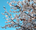 Cherry blossom in spring