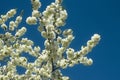 Cherry blossom spring flowers in orchard fresh and wonderful smells with blue sky and white flowers with copyspace.