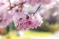Cherry blossom in spring in Germany