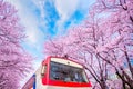 Cherry blossom in spring. Jinhae Gunhangje Festival is the largest cherry blossom festival in Korea. Royalty Free Stock Photo