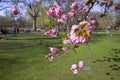 Cherry blossom in a spring park