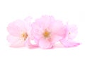 Cherry Blossom. Spring pink flowers. Royalty Free Stock Photo