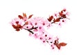 Cherry Blossom. Spring pink flowers. Royalty Free Stock Photo