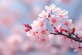 cherry blossom in spring, pink flowers on tree branch, close up, Cherry blossom in spring, a macro photo with shallow depth of Royalty Free Stock Photo