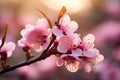 cherry blossom in spring, pink flowers on a tree branch, Cherry blossom in spring, a macro photo with shallow depth of field, AI Royalty Free Stock Photo