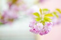 Cherry blossom in spring, sakura flowers. Blurred pastel pink tone