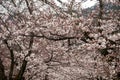 Cherry blossom in Japan