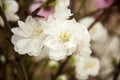 Cherry blossom in Japan