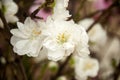 Cherry blossom in Japan