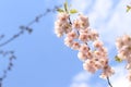 A branch of cherry blossoms against the background of a blue sky Royalty Free Stock Photo