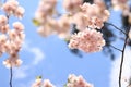 A branch of cherry blossoms against the background of a blue sky Royalty Free Stock Photo