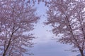 Cherry blossom in spring,Seoul,South Korea Royalty Free Stock Photo