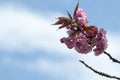 Cherry blossom in spring