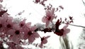 Cherry blossom in spring snow. Snow in March Royalty Free Stock Photo