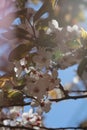 Cherry blossom spring time background Royalty Free Stock Photo