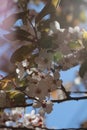 Cherry blossom spring time background Royalty Free Stock Photo