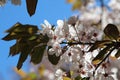 Cherry blossom spring time background Royalty Free Stock Photo