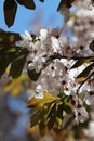 Cherry blossom spring time background Royalty Free Stock Photo