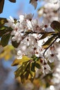 Cherry blossom spring time background Royalty Free Stock Photo